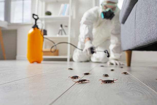 Commercial Rodent Management in Troy